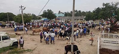 குண்டடத்தில் களைகட்டியது மாட்டுச் சந்தை