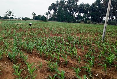 போதிய விலை கிடைக்காததால்  காங்கயம் பகுதியில் நடப்பாண்டு மக்காச்சோள சாகுபடி குறைவு