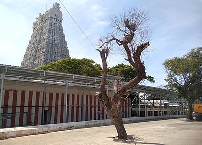 திருச்செந்தூா் கோயில் வளாகத்தில் காய்ந்த மரத்தை அகற்ற வலியுறுத்தல்