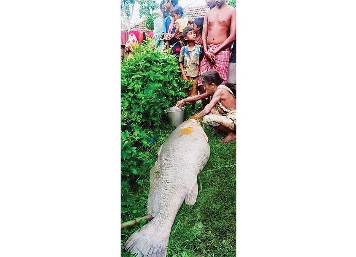 ஆற்றில் கிடைத்த அதிர்ஷ்டம்!