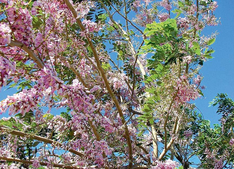 மரங்களின் வரங்கள்!: ஊட்டச்சத்து தரும் - கிளைரிசிடியா மரம்