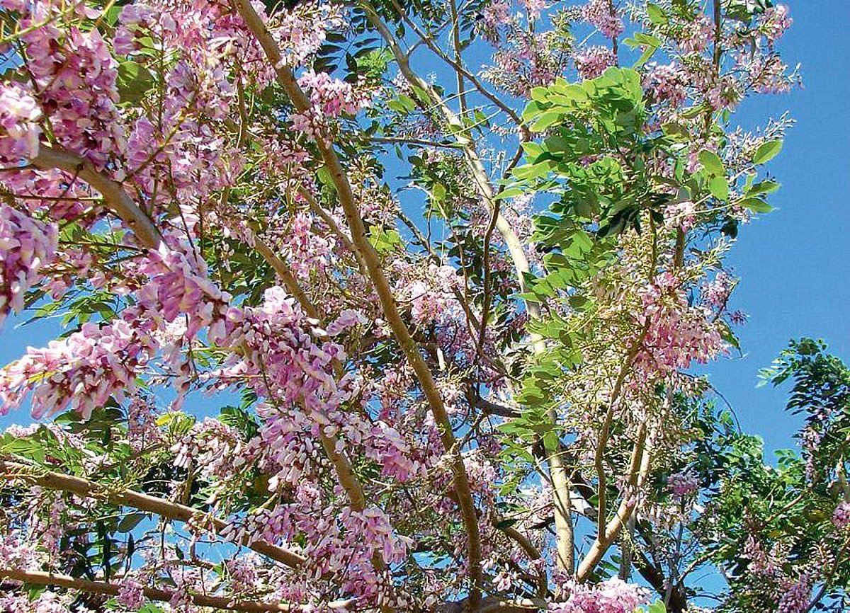 மரங்களின் வரங்கள்!: ஊட்டச்சத்து தரும் - கிளைரிசிடியா மரம்