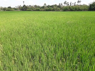 ஆறுகளில் தண்ணீர் கரை புரண்டு ஓடியும், வறண்டு கிடைக்கும் பாசன வாய்க்கால்கள்: விவசாயிகள் வேதனை