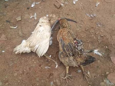 கூடலூா் அருகே மா்ம விலங்கு தாக்கி கோழிகள் சாவு