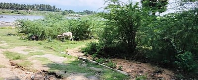 கல்வடங்கம் காவிரி கரையோரம் கருவேலம் மரங்களை அகற்றக் கோரிக்கை