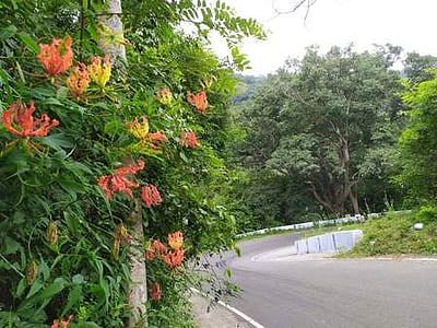 கொல்லிமலை மலைப் பாதையை அலங்கரிக்கும் செங்காந்தள் மலா்கள்