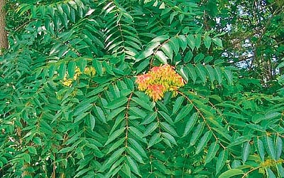 மரங்களின் வரங்கள்!:  மென்மையானவன்- தீக்குச்சி மரம்