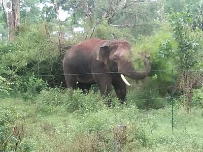 ஒடிசாவில் யானை தாக்கி இரண்டு பெண்கள் பலி