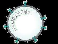 அறிவியல் ஆயிரம்: செல்களின் உள்ளே கரோனா நுழைவதை எளிதாக்கும் நியூரோபிலின்-1