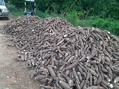 மரவள்ளி கிழங்கு விலை வீழ்ச்சி விவசாயிகள் வேதனை