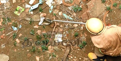 தண்ணீரில்லா கிணற்றில் 15 நாள்கள் தவித்த நல்லபாம்பு, நாய்க்குட்டி மீட்பு