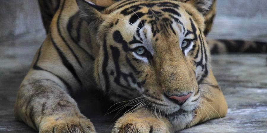 கேரளம்: உயிரியல் பூங்கா கூண்டிலிருந்து தப்பித்த புலி