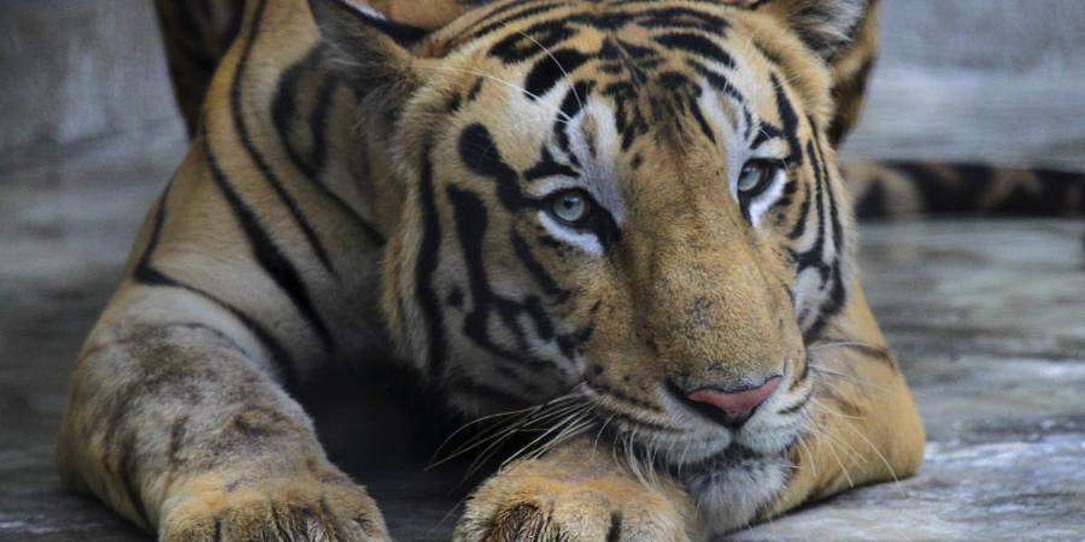 கேரளம்: உயிரியல் பூங்கா கூண்டிலிருந்து தப்பித்த புலி