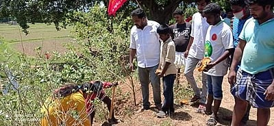 போடியில் கண்மாய் கரைகளில் பனை விதைகள் நடவு