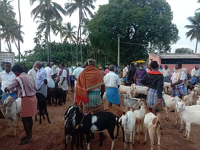 சேலம் மாவட்டத்தில் 7 மாதங்களுக்குப் பின் கூடிய கால்நடைச் சந்தைகள்