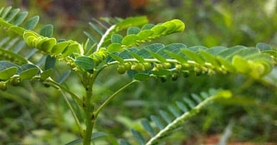 வெள்ளைப்படுதல் குறைபாட்டைக் குணப்படுத்த உதவும் அருமருந்து