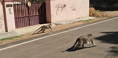 நாசரேத் பகுதியில் குரங்குகள் அட்டகாசம்