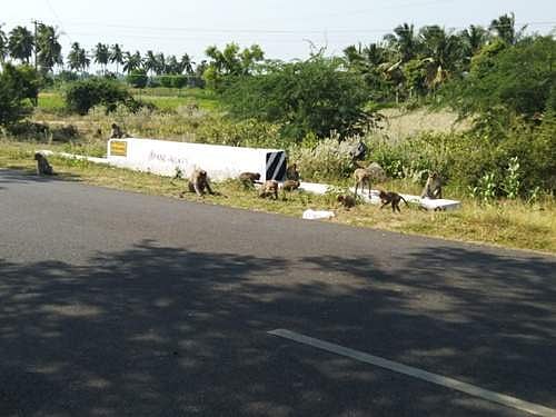 புலிவலம் வனச் சாலையில் வாகனங்களால் குரங்குகள் உயிருக்கு ஆபத்து