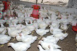 கறிக்கோழி வளா்ப்பு தொகையை உயா்த்தி வழங்க கோரிக்கை