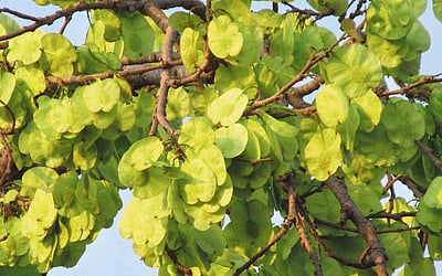 மரங்களின் வரங்கள்!: புகையை உறிஞ்சும் - ஆயா மரம்