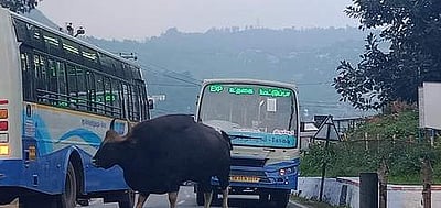 குன்னூா் - உதகை சாலையில் உலவிய காட்டெருமை: பொதுமக்கள் அச்சம்