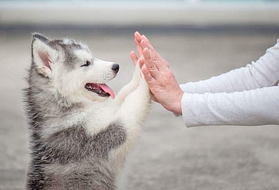 மனிதனின் சிறந்த நண்பர்