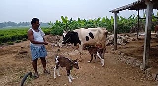 இரண்டு கன்றுக்குட்டிகளை ஈன்ற பசுமாடு