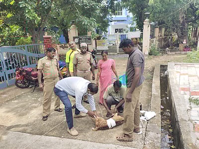 திருச்சுழி அருகே கிணற்றில் தவறி விழுந்த புள்ளிமான் உயிருடன் மீட்பு