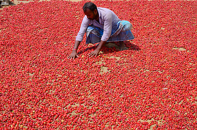 நீண்ட ஆயுளைத் தரும் மிளகாய்