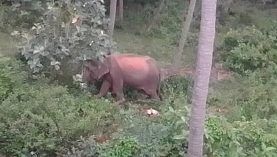 ஆந்திரத்தில் யானை மிதித்து விவசாயி பலி