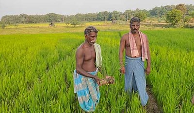 தம்மம்பட்டி: மழை பெய்யாததால் நெற்பயிர் விவசாயிகள் ஏமாற்றம்