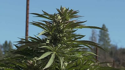 அமெரிக்க தேர்தல் உறுதிப்படுத்திய கஞ்சா பயன்பாட்டு ஆதரவு