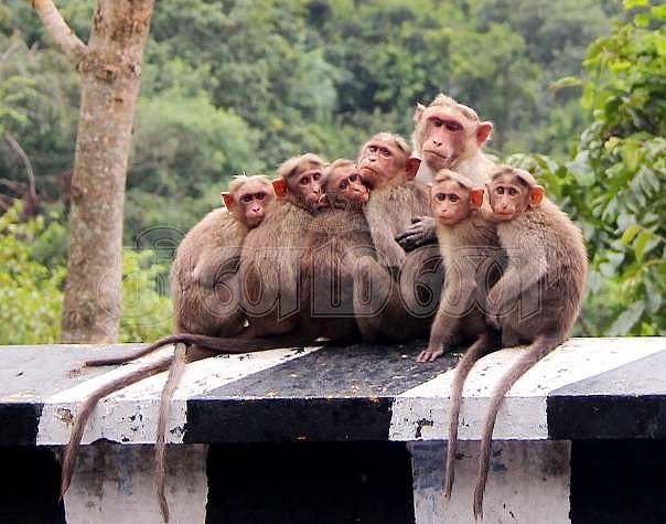 ஏற்காடு மலைப்பகுதியில் குரங்குகளுக்கு உணவளிக்கத் தடை