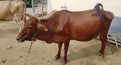 சேலம் அருகே கால்நடைகளைத் தாக்கும் பெரியம்மை நோய்