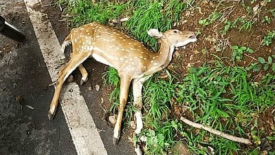 குன்னூர் மலைப்பாதையில் அடையாளம் தெரியாத வாகனம் மோதி புள்ளிமான் பலி