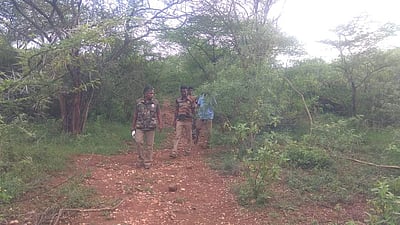 பவானிசாகர் அணை அருகே ஒற்றை யானை: வனத்துறை கண்காணிப்பு