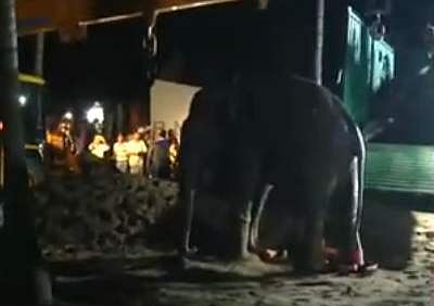 கிணற்றில் விழுந்த யானை மீட்பு