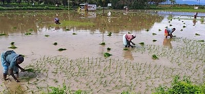 கீழப்பாவூர் பகுதி வயல்களில் நெல் நடவுப்பணி தீவிரம்