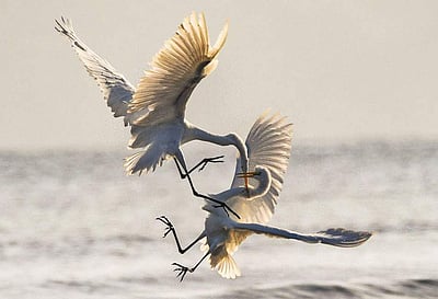 முந்தி இருப்பச் செயல்