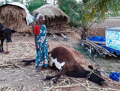 இறந்துபோன கறவைமாட்டிற்கு இழப்பீடு: முதல்வருக்கு பெண் விவசாயி புகார் மனு 