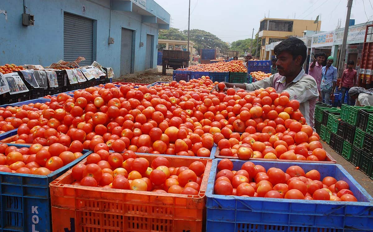 ஹிமாசல் விவசாயிகளின் கண்களுக்கு ஆப்பிள் போல தெரியும் தக்காளி