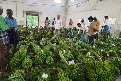 சத்தியமங்கலத்தில் வாழைத் தார் விலை வீழ்ச்சி: விவசாயிகள் கவலை