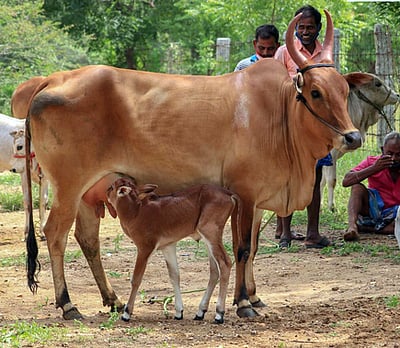 பழையகோட்டை மாட்டுச் சந்தை: ரூ. 23 லட்சத்துக்கு காங்கேயம் இன மாடுகள் விற்பனை