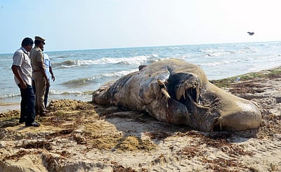 ராமநாதபுரம் அருகே இறந்து கரை ஒதுங்கியது திமிங்கிலம்