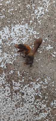 துறையூா் அருகே கதண்டு கடித்து நால்வா் காயம்