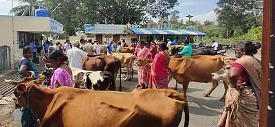 சேலத்தில் மாடுகளுடன் ஆவின் பால் பண்ணை முற்றுகை