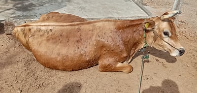 ராசிபுரம் அருகே கால்நடைகளுக்கு பரவும் அம்மை நோய்