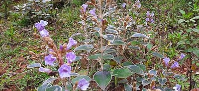 குன்னூா் சிம்ஸ் பூங்காவில் பூத்துக் குலுங்கும் குறிஞ்சி மலா்கள்