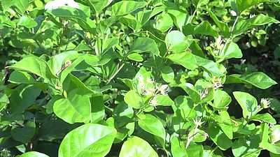 சத்தியமங்கலம்: மல்லிகைப்பூ கிலோ ரு. 2,000-க்கு விற்பனை