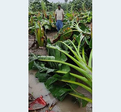 திமிரி அடுத்த மோசூர் கிராமத்தில் புயல் காரணமாக வாழை மரங்கள் சேதம்